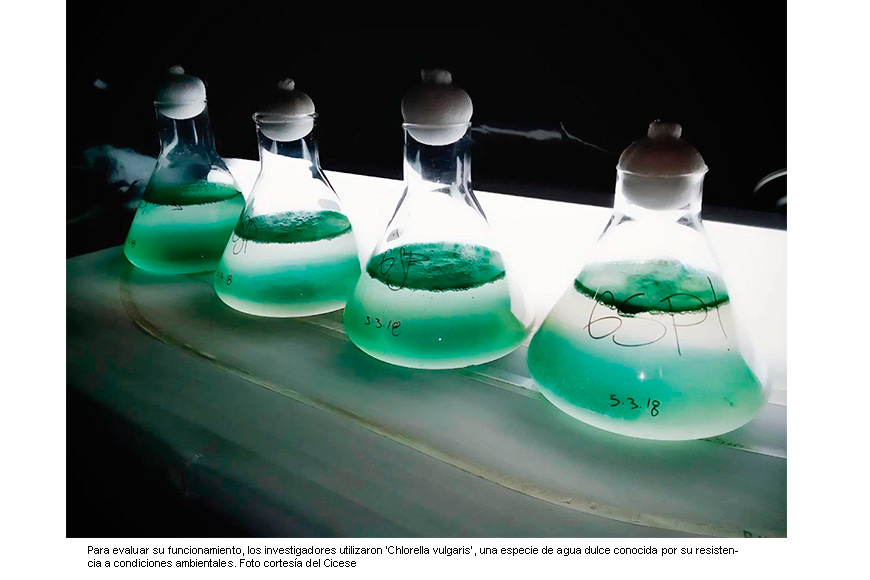 Patenta el Cicese nuevo método de cultivo de microalgas para producir biodiésel